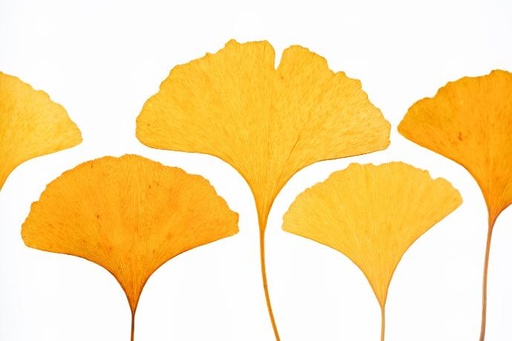 Ginkgo Biloba Blatt P. (15460)