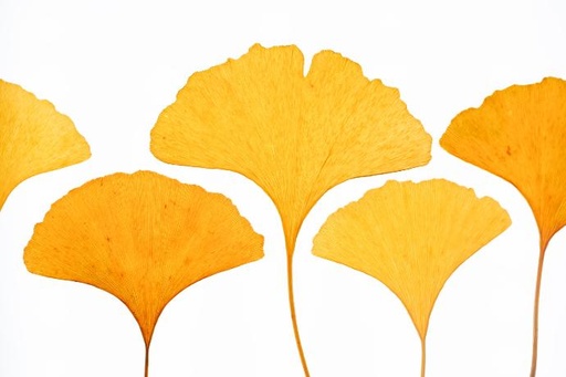 Ginkgo biloba leaf P. (15460)