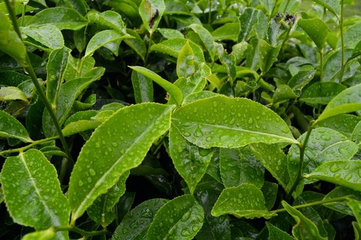 Organic Green Tea P.E. 30% Catechin 10% EGCG (18704)