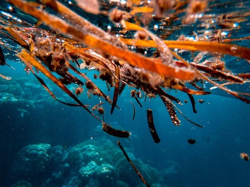 Red Seaweed Algae (Porphyra tenera) P. (18836)