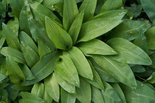 Wild Garlic seed P.E. 10:1