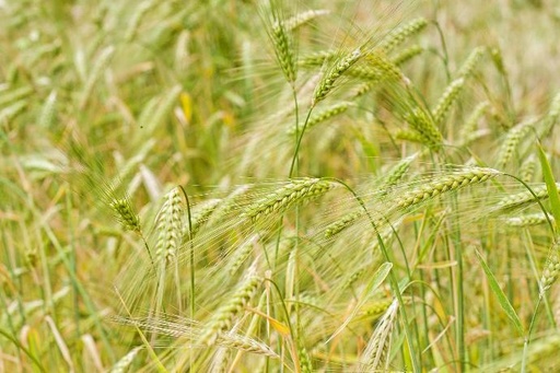 Barley Grass P.
