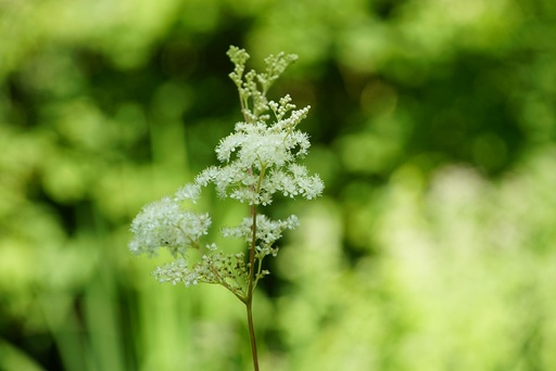 ORGANIC Meadowsweet P. (18843)