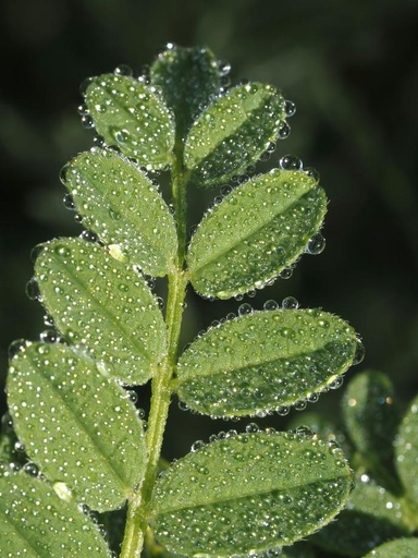 ORGANIC Astragalus membranaceus P. (18839)