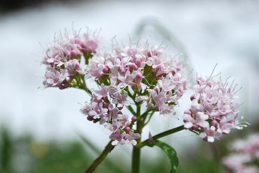 ORGANIC Valerian root cut (15460)