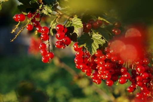 Red Currant P. (18851)