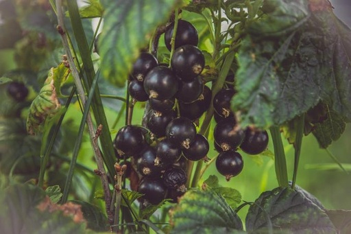 Black Currant P. (18851)