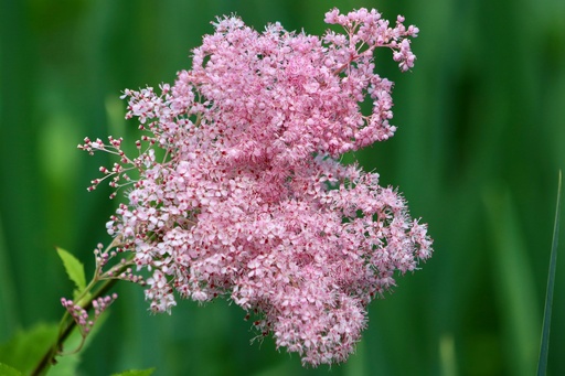 Meadowsweet P.E. 4:1