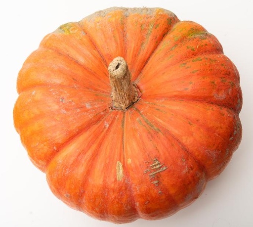 Pumpkin P.E. 4:1