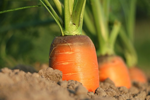 Carrot P.E. 10% Beta Carotine
