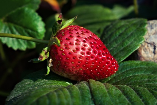 ORGANIC Strawberry P. (16903)