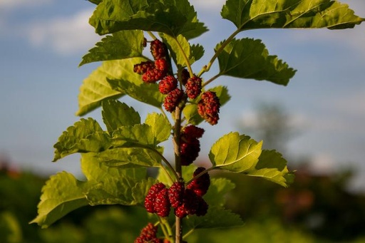 White Mulberry Leaf P.E. 4:1