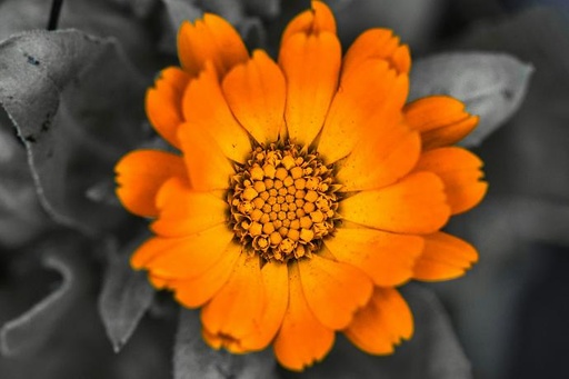 Marigold P. (18843)