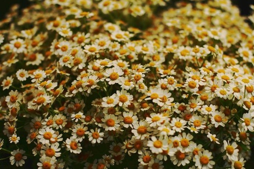 ORGANIC Chamomile P. (18843)