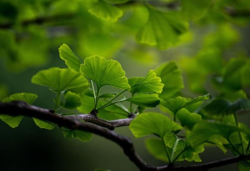 FM Ginkgo biloba P.E. 50:1 (18787)