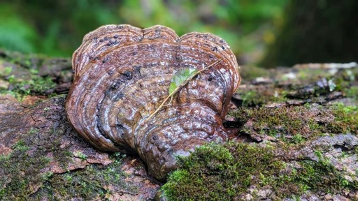 Reishi P. (Shellbroken) (18845)