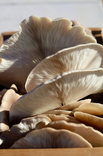 Oyster mushroom Pleurotus P. (Shellbroken) (18845)