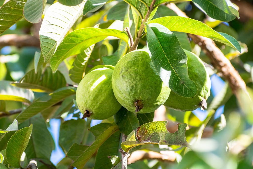 Echte Guave P.E. 5mg/100g Lycopin, 4:1