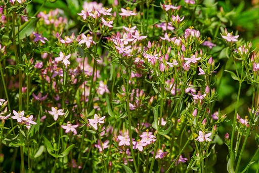 Common Centaury P.E. 4:1