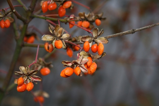 Goji Berry P.E. 10:1