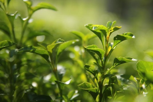 Green Tea P.E. 40% Theanine, 30% Polyphenols