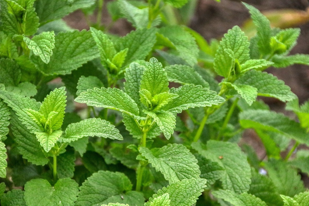 Lemon Balm P.E. 10:1