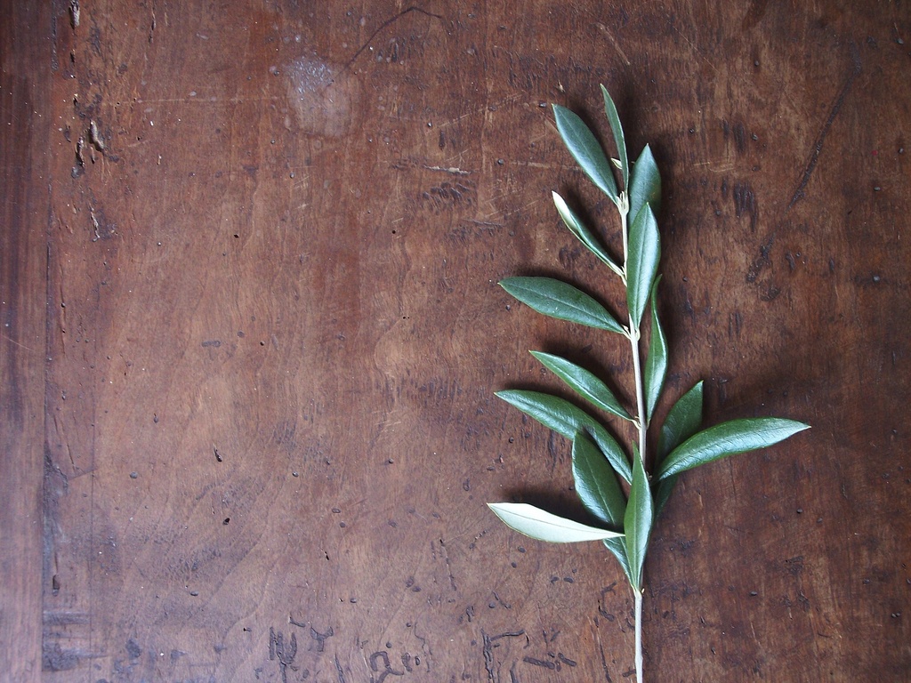 Olive Leaf P.E. 4:1