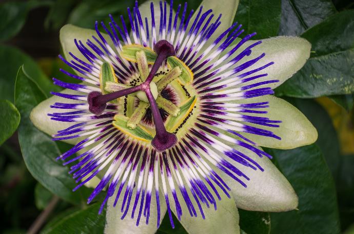 Passion Flower WS P.E. 4:1