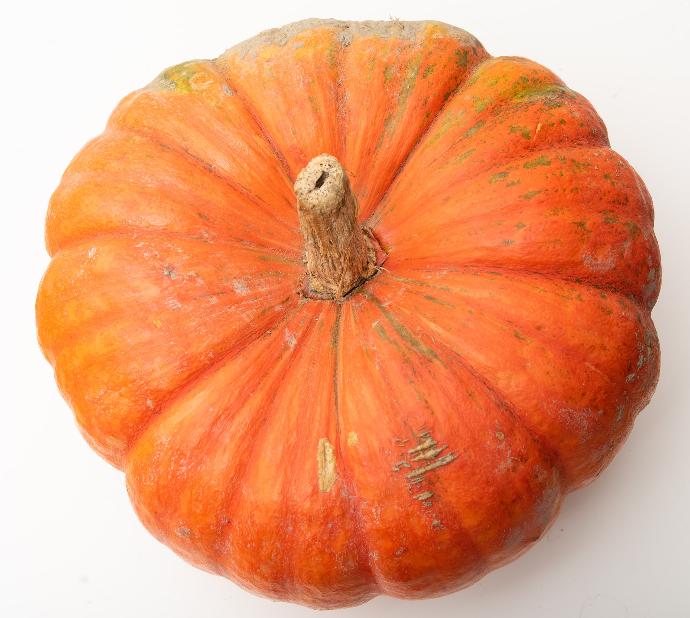 Pumpkin P.E. 10:1