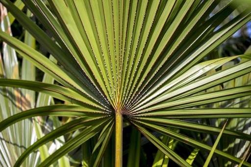 Saw Palmetto P.E. 4:1