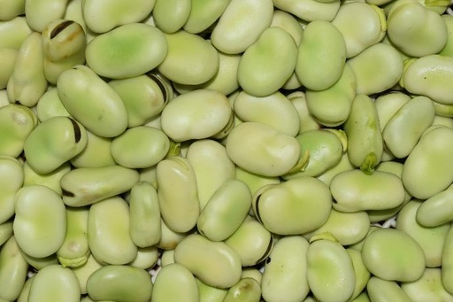 Broad bean P.E. 65% Protein