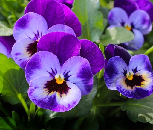 Viola tricolor WS P.E. 10:1