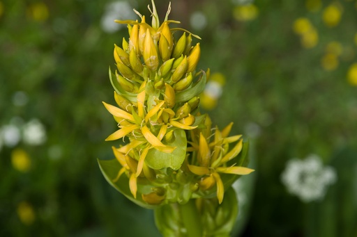 Yellow Gentian P.E. 4:1