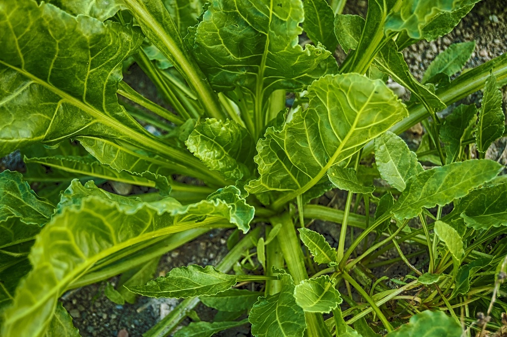 Spinach P.E. 40% Edcysterones